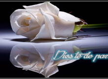 Frases de luto con rosas blancas